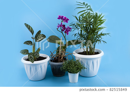 Different indoor flowers Different indoor flowers 82515849