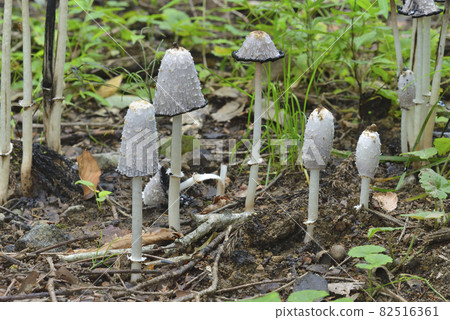 Sasakule Hitoyoshike 82516361