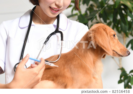 獸醫注射寵物（狗）的圖像 82516458