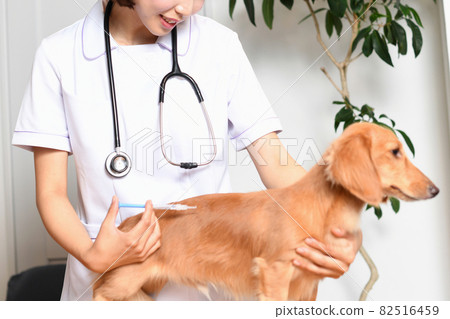 獸醫注射寵物（狗）的圖像 82516459