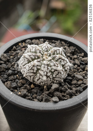 [Astrophytum v type] A rare succulent plant grown at home 82516836
