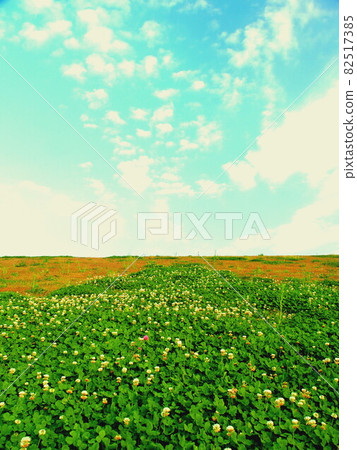 秋日午後白三葉花盛開的江戶川河床風光 82517385