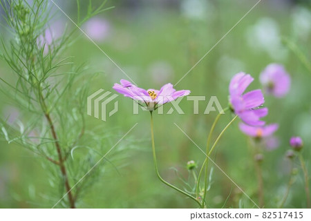 Cosmos flowers 82517415