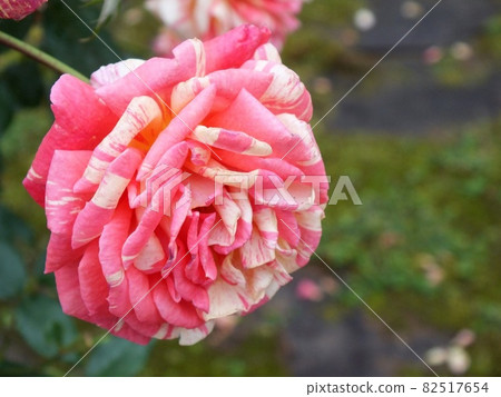 帶圖案的粉紅玫瑰 82517654