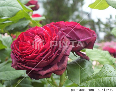 沉穩的深紅玫瑰 82517659