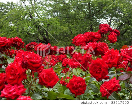 被鮮紅的玫瑰包圍 82517900