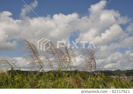 日本蒲葦的浮雲天空和耳朵 日本蒲葦的浮雲天空和耳朵 82517921