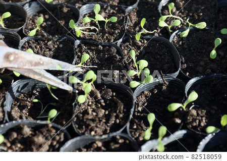 Lettuce seedling making thinning out Lettuce seedling making thinning out 82518059
