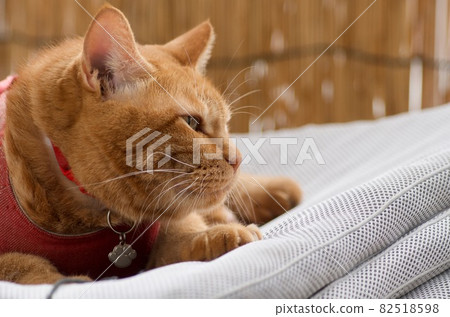 Cat riding on a dried mattress 82518598