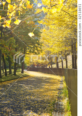 Park with ginkgo trees 《Yamakita Town》 Park with ginkgo trees 《Yamakita Town》 82518651