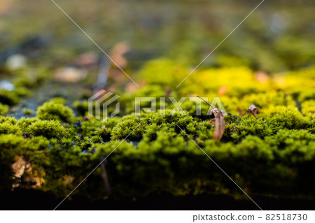 Green moss on the roof of the house Green moss on the roof of the house 82518730