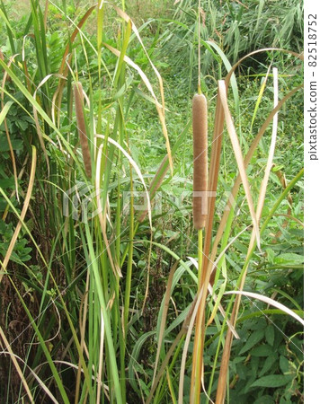 Cattail ears, inflorescences Cattail ears, inflorescences 82518752