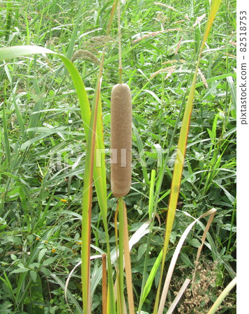 Cattail ears, inflorescences Cattail ears, inflorescences 82518753