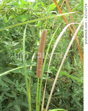 香蒲耳,花序 香蒲耳,花序 82518754