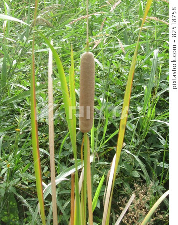 Cattail ears, inflorescences Cattail ears, inflorescences 82518758