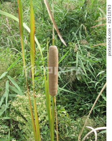 香蒲耳，花序 82518763