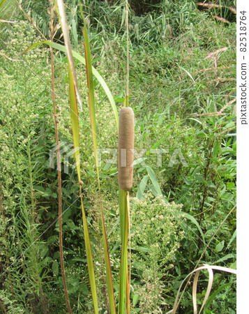 香蒲耳，花序 82518764