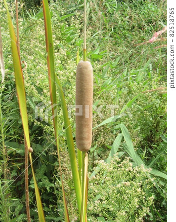 香蒲耳，花序 82518765