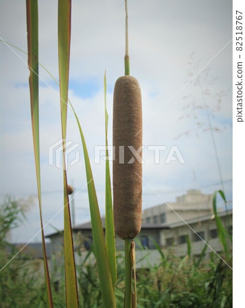 香蒲耳，花序 82518767