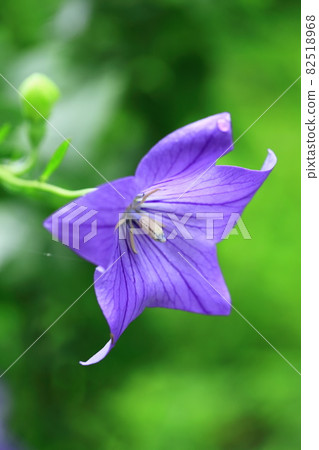 桔梗花 82518968