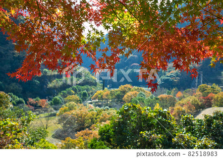 Autumn leaves of Miho Dam Square "Yamakita Town" 82518983