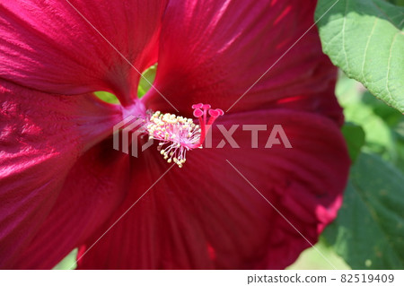 Close-up shot of Confederate rose flower 82519409