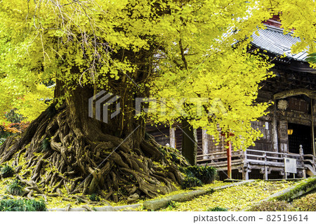 Large ginkgo tree with yellow autumn leaves [Iwadono Kannon Shoboji] / Higashimatsuyama City, Saitama Prefecture 82519614