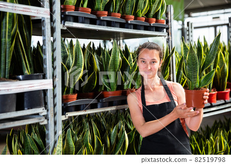 Female gardener showing sansevieria laurenti plants Female gardener showing sansevieria laurenti plants 82519798