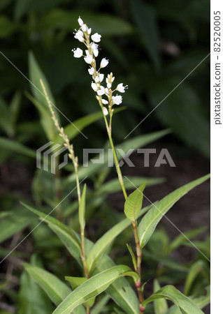 Syrabana Sakratade 82520005