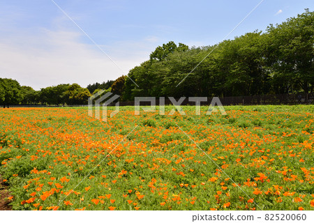 I went to Komorebi Mori no Ibarand # 2 82520060