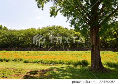 I went to Komorebi Mori no Ibarand # 1 I went to Komorebi Mori no Ibarand # 1 82520062