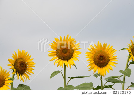 Sunflower white back Sunflower white back 82520170