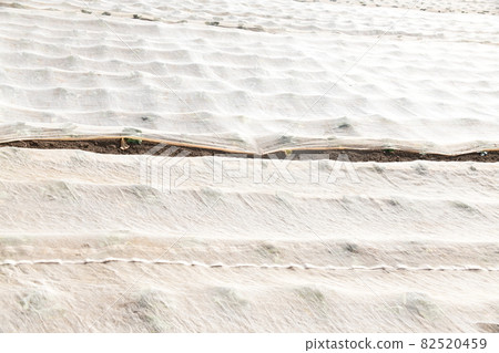 田間栽培 82520459