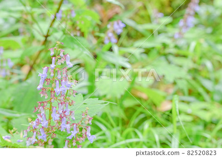 Colorful flowers blooming in the flowerbed in the neighborhood 82520823