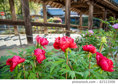 Peony flowers blooming next to the corridor of Hase-dera Temple in Sakurai City, Nara Prefecture Peony flowers blooming next to the corridor of Hase-dera Temple in Sakurai City, Nara Prefecture 82521006