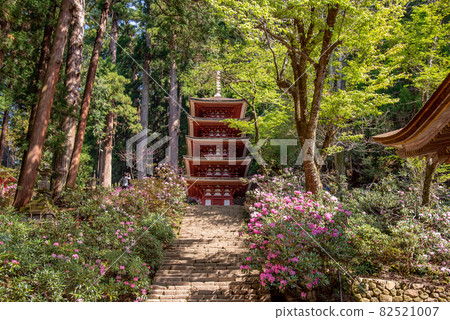 Early summer rhododendron blooming on the left and right of the stone steps to the five-storied pagoda of Muroji Temple in Uda City, Nara Prefecture Early summer rhododendron blooming on the left and right of the stone steps to the five-storied pagoda of Muroji Temple in Uda City, Nara Prefecture 82521007