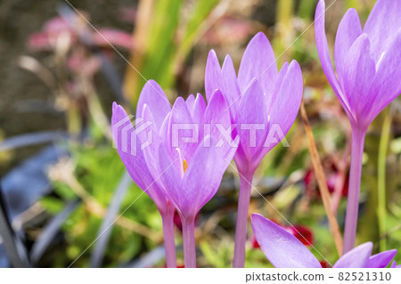 Colchicum autumnale 82521310