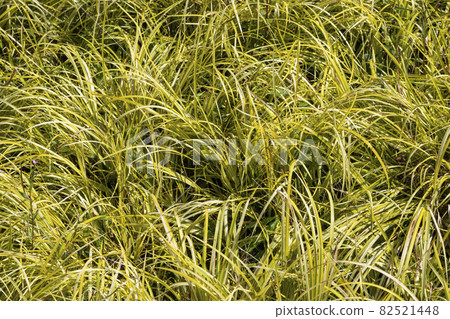 Acorus gramineus 'Oron' 82521448