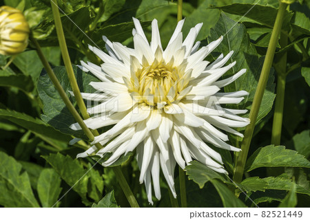 Dahlia 'My Love' Dahlia 'My Love' 82521449