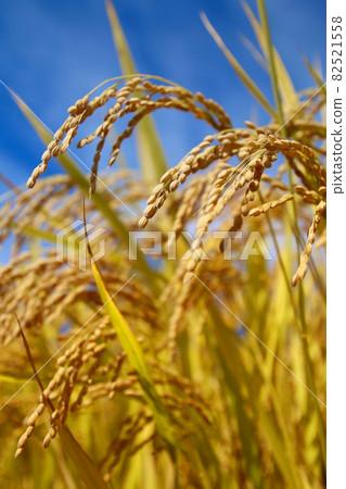 Autumn rice ears (Tohoku) 82521558