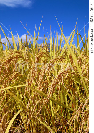Autumn rice ears (Tohoku) Autumn rice ears (Tohoku) 82521569