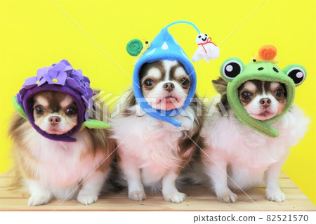Chihuahua in the rainy season Chihuahua in the rainy season 82521570