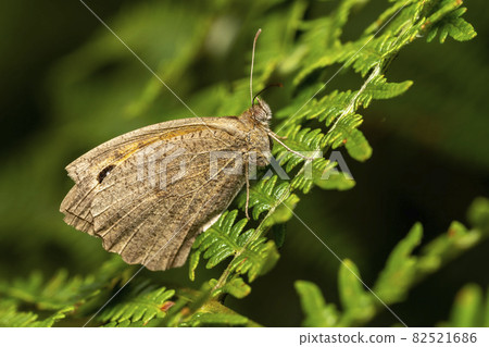 Meadow Brown Butterfly (Maniola jurtina) 82521686