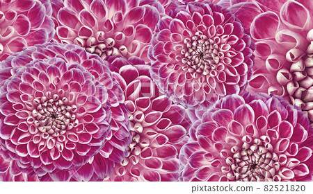 Floral pink background. Flowers dahlias close-up. Flowers composition. Nature. Floral pink background. Flowers dahlias close-up. Flowers composition. Nature. 82521820