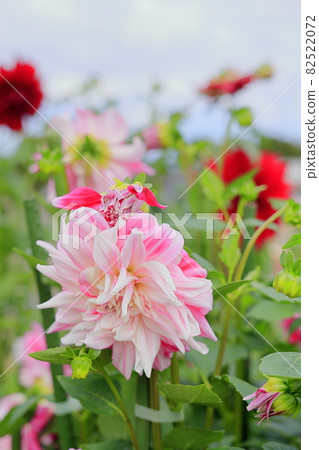 Umami Hill Park Dahlia Garden in full bloom Umami Hill Park Dahlia Garden in full bloom 82522072