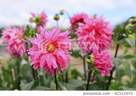 Umami Hill Park Dahlia Garden in full bloom 82522073