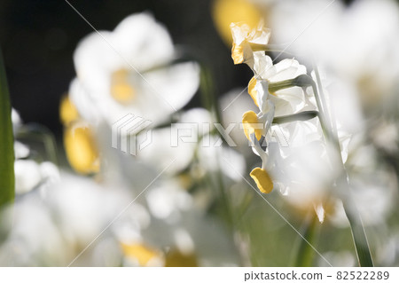 Tokyo Kasai Rinkai Park The white world of daffodils [flowers and plants] 82522289