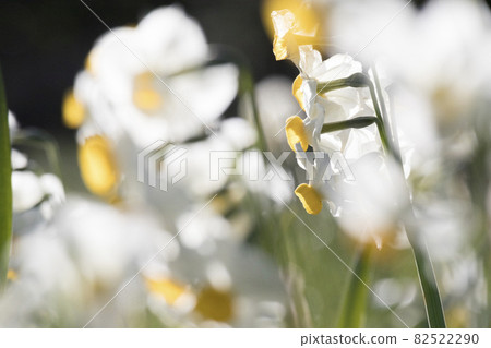 Tokyo Kasai Rinkai Park The white world of daffodils [flowers and plants] 82522290