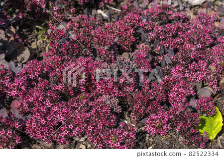 Sedum 'Stewed Rhubarb Mountain' (hylotelephium) Sedum 'Stewed Rhubarb Mountain' (hylotelephium) 82522334