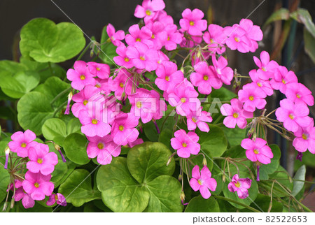 Oxyris Bowie 82522653